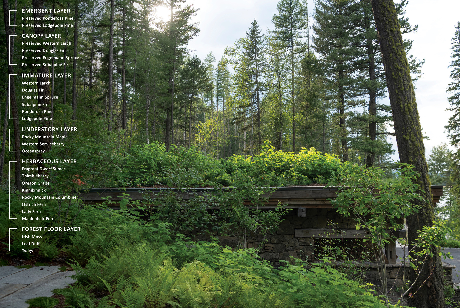 Different forestry layers.